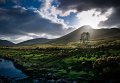 38 - Galway trees - FARRELLY JAMES - ireland